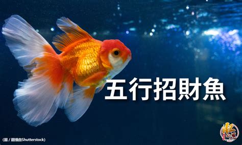 風水魚 數量|揭秘風水魚養殖最佳數量指南：招財納福必學秘訣 